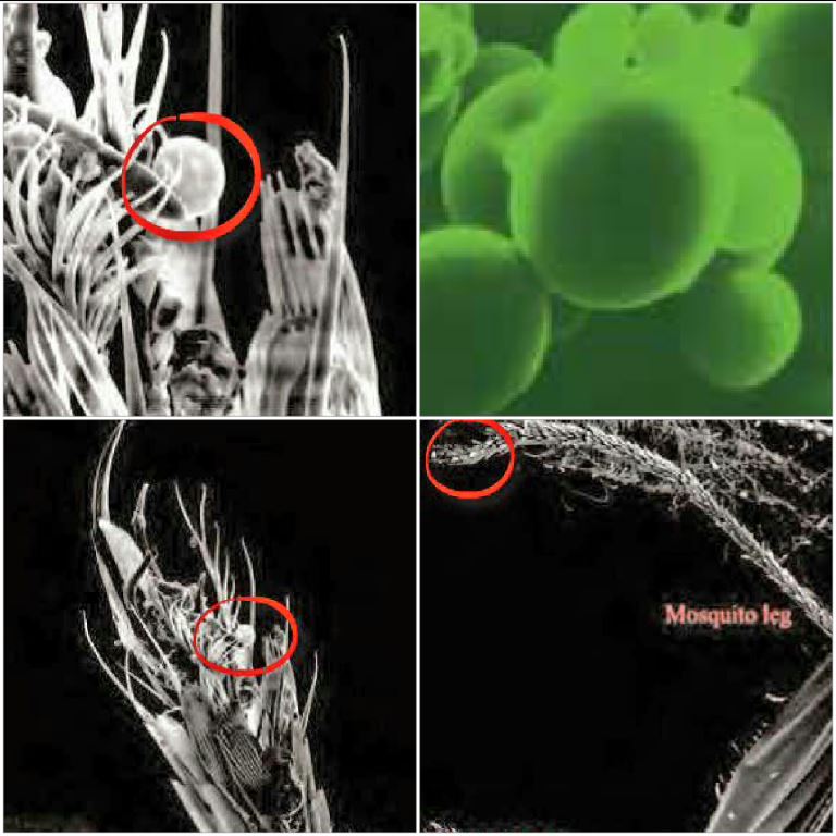 Magnified photos of Demand Cs microcapsules on the leg of a mosquito.