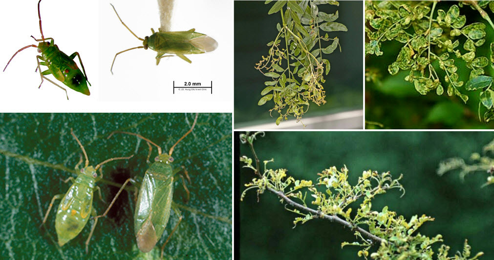 Honey Locust Plant bug