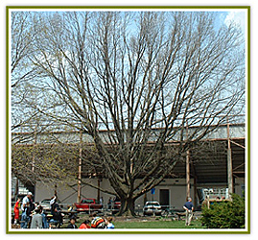 Historic Oak Tree Cleveland Ohio