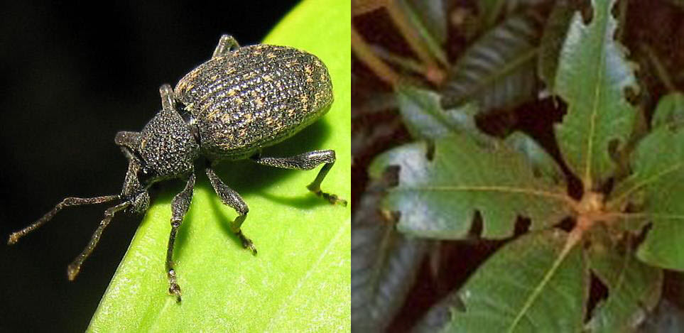 adult black vine weevil