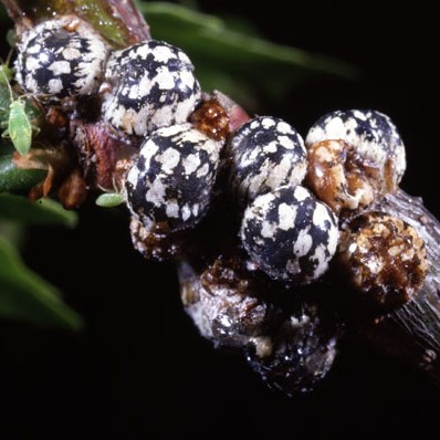 Calico Scales